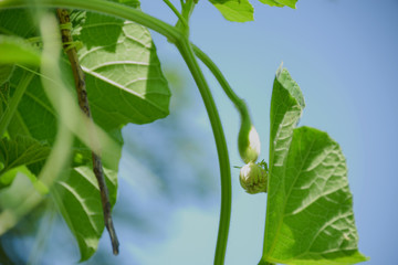 zucchini flower