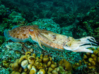 Canibalistic cuttlefish