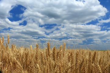 Wheat field against a blue sky