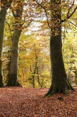 gros arbres en forêt en automne