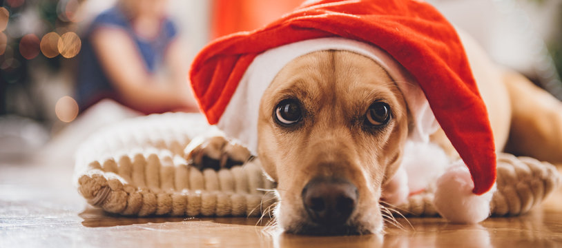 Dog wearing santa hat laying on pillow