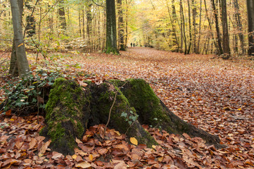 mousse sur une souche d'arbre dans une forêt en automne
