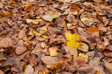 texture de feuilles mortes en forêt