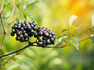 Black berries tree plant in garden at Thailand.