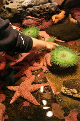 A boy discovers anemones and starfish in touching pool, at the Aquarium in Newport, Oregon