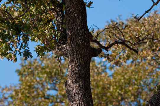 Close up of oak tree with blue sky
