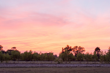.Pharmaceutical fields, evening sun horizon. Sun splashed colors