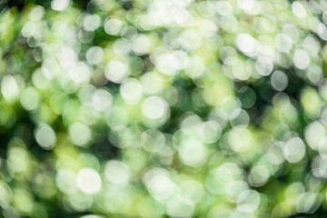 Obraz premium Green Bokeh