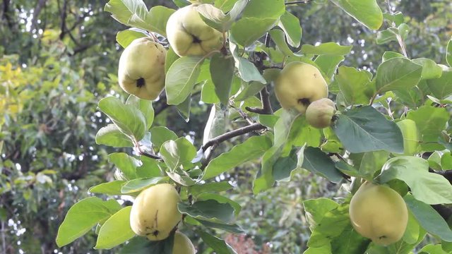 木になるカリン
