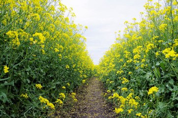 菜の花のトンネル