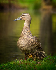 mother and duckling