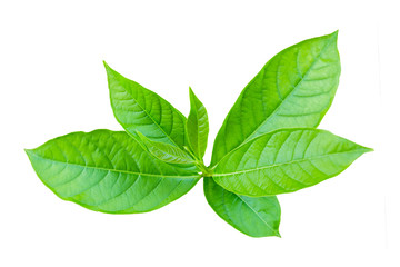 top view young tree isolated on white background