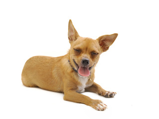 A little puppy posing on a white background