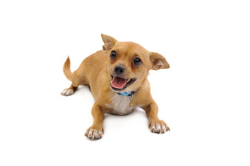 Obraz premium A little puppy posing on a white background