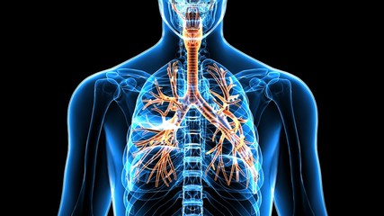 Human Body Organs (Lungs)

