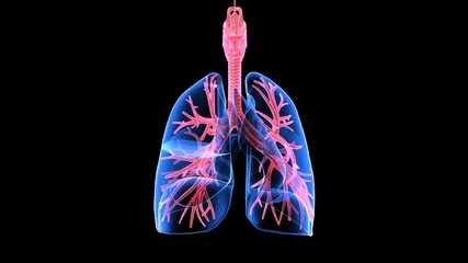 3Dillustration - lungs with visible bronchi