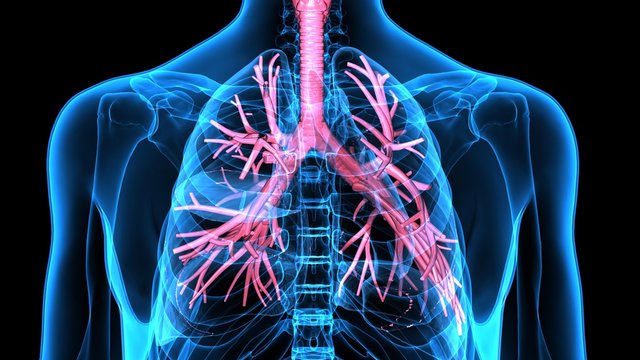
3Dillustration Human Respiratory System