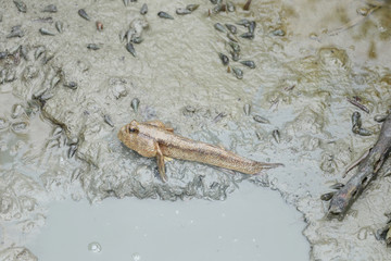 Mudskipper fish in the mangrove forests.