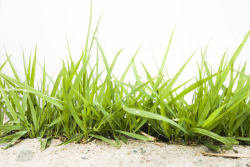 green grass on white background