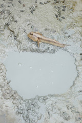 Mudskipper fish in the mangrove forests.