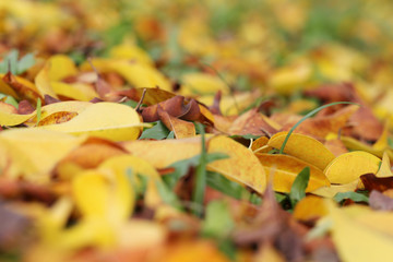 Yellow and brown leaves on the lawn in autumn.