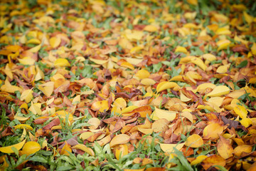 Yellow and brown leaves on the lawn in autumn.