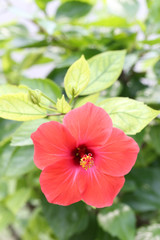 Red hibiscus flowers blossom in the garden.