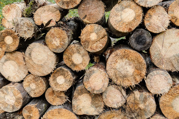 drying logs for firewood