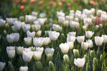 Colorful Tulip Flowers