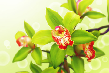 Obraz premium blossoming orchid with green petals, graphic bubbles in background