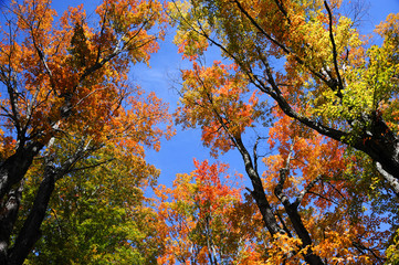 Fototapeta na wymiar low angle view on colorful autumn trees and sky