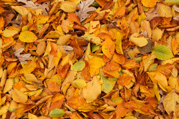 fallen leaves background in autumn
