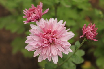 цветы астры