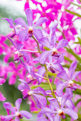 Purple orchid (Mokara) in farm.