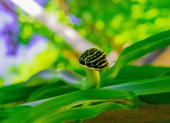 green snake (Chrysopelea ornata) named Golden tree snake, ornate flying snake, golden flying snake on Foxtail palm tree