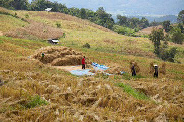 Terraced Rice Field in Chiangmai, Thailand