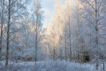 Birch forest with frost in the trees