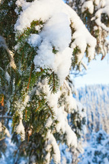 Spruce branches with snow on