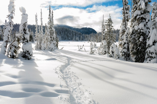 Snowshoe trails at Paradise Meadows at Mount Washington British Columbia in winter showing snow on trees and ground and cross-country nordic skiing in background sunny day blue sky