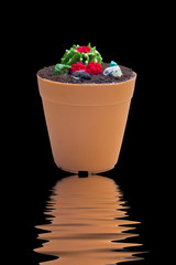 Cakes shaped flower pot Cactus isolated on black background
