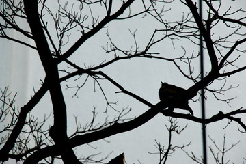 Branches silhouette in park with modern buildings