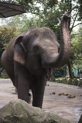 happy indonesia elephant in compound cage