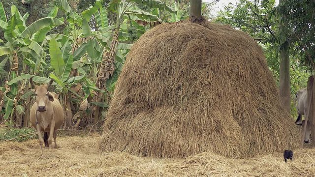 Pregnant brown cow standing next to a haystack in a farmland plot; Banana plants in the background,