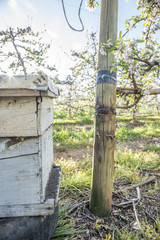 Bee Hive in Pear Plantation