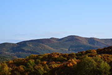 Fototapeta premium 北海道の紅葉