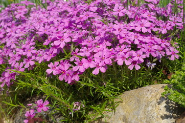 Flowers Phlox subulate in the garden