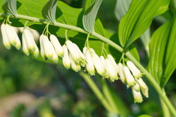 Blooming Polygonatum multiflorum closeup