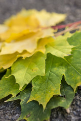 Color variations in the color palette maple.