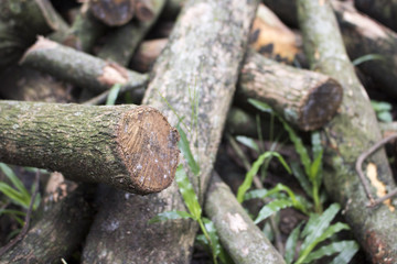 Stacked tree wood logs on the grass ground