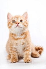 Funny kitten British cat (isolated on white)